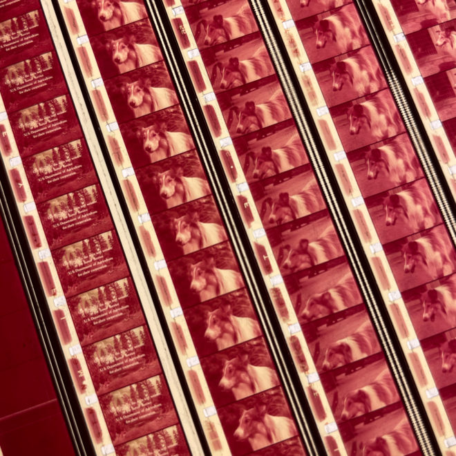 Pink Lassie TV Show - 16mm Film Collage - 11x9 Lightbox by Mini-Cinema : Hugo Cantin _close1